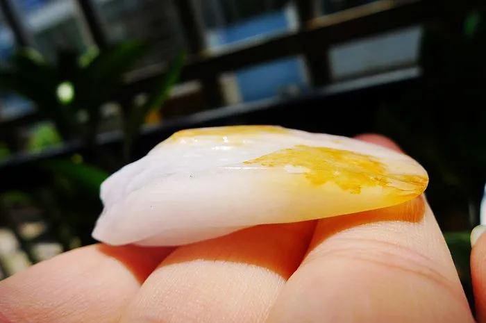 Natural Jade Rough Jadeite Raw (25g,5X2.7X1.4cm)